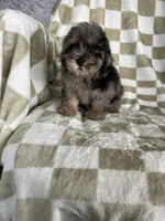 Waffles , a male Poodle - Toy  for sale in Fort Myers, FL – 2 of 5