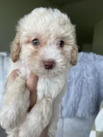 Enzo, a male Poodle - Toy  for sale in Fort Myers, FL – 2 of 7