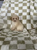 Enzo, a male Poodle - Toy  for sale in Fort Myers, FL – 4 of 7