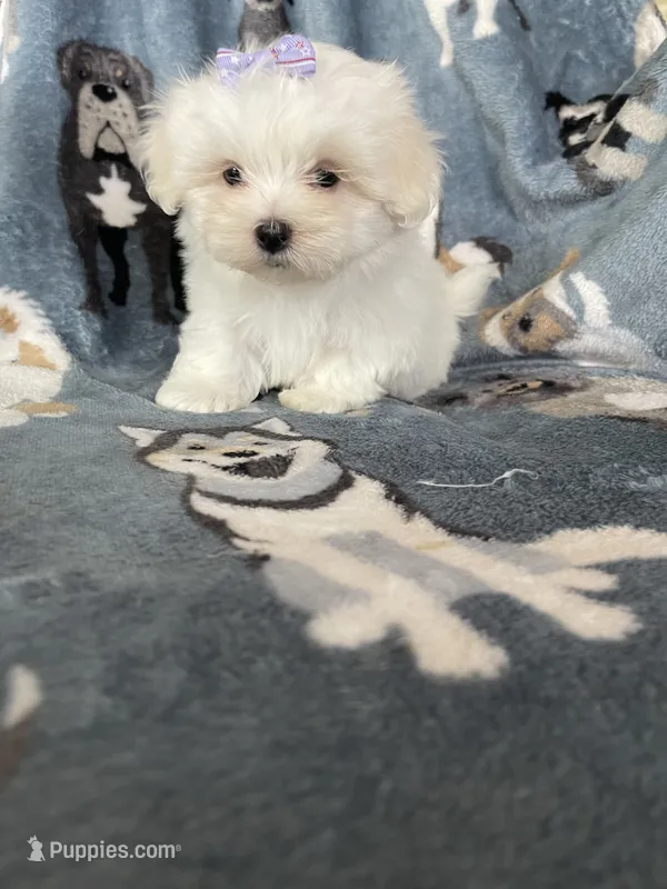 Teacup Dove – Maltese puppy on hold in Fort Myers, FL
