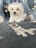 Teacup Dove, a female Maltese for sale in Fort Myers, FL – 1 of 6