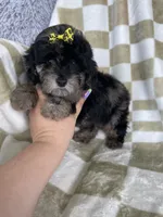 Mocha , a female Poodle - Toy  for sale in Fort Myers, FL – 2 of 7