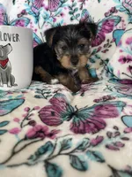 Archie , a male Yorkshire Terrier for sale in Fort Myers, FL – 3 of 8