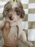Mila, a female Poodle - Toy  for sale in Fort Myers, FL – 5 of 7