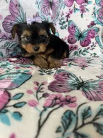 Dottie, a female Yorkshire Terrier for sale in Fort Myers, FL – 4 of 9