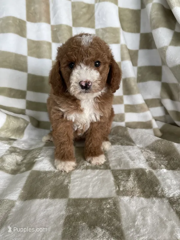 Blaze – Poodle - Toy  puppy for sale in Fort Myers, FL