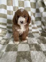 Blaze, a male Poodle - Toy  for sale in Fort Myers, FL – 1 of 6