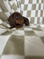 Churro, a male Miniature Dachshund for sale in Fort Myers, FL – 6 of 9