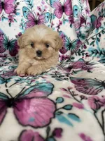 Louie , a male Shih Tzu for sale in Fort Myers, FL – 3 of 7