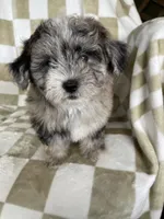 Cosmo, a male Maltipoo for sale in Fort Myers, FL – 4 of 5