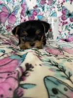 Chewy , a male Yorkshire Terrier for sale in Fort Myers, FL – 2 of 9
