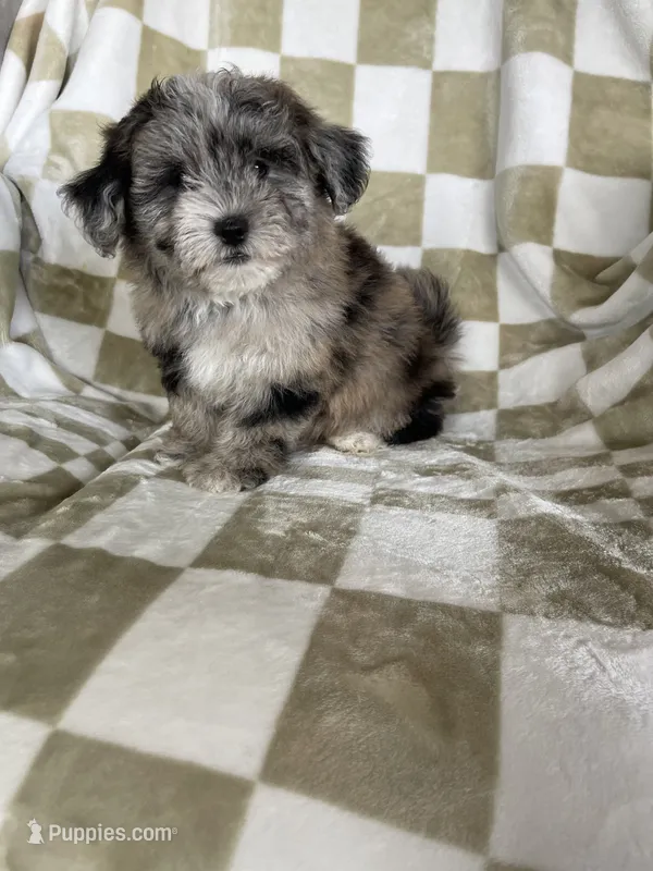 Cosmo – Maltipoo puppy for sale in Fort Myers, FL