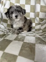 Cosmo, a male Maltipoo for sale in Fort Myers, FL – 1 of 5