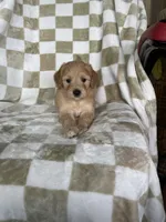 Astro , a male Miniature Goldendoodle for sale in Fort Myers, FL – 5 of 5