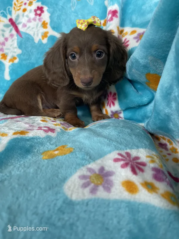 Twixie – Miniature Dachshund puppy for sale in Fort Myers, FL