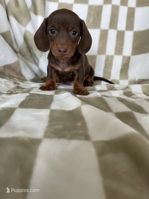 Churro – Miniature Dachshund puppy on hold in Fort Myers, FL