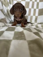 Churro, a male Miniature Dachshund for sale in Fort Myers, FL – 8 of 9