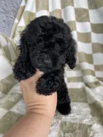 Shadow, a male Poodle - Toy  for sale in Fort Myers, FL – 6 of 6
