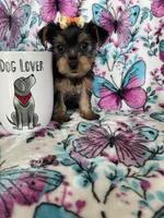 Gigi, a female Yorkshire Terrier for sale in Fort Myers, FL – 10 of 10
