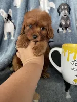 Chili, a male Cavapoo for sale in Fort Myers, FL – 2 of 8
