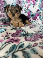 Millie , a female Yorkshire Terrier for sale in Fort Myers, FL – 4 of 8