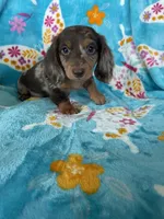 Spot, a male Miniature Dachshund for sale in Fort Myers, FL – 5 of 8