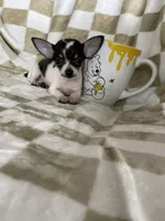 Teacup Leah , a female Chihuahua for sale in Fort Myers, FL – 8 of 9