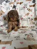 Red Merle Ollie, a male Cavapoo for sale in Fort Myers, FL – 1 of 6