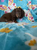 Twixie, a female Miniature Dachshund for sale in Fort Myers, FL – 2 of 10