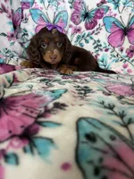 Twixie, a female Miniature Dachshund for sale in Fort Myers, FL – 3 of 6