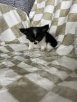 Bandit, a male Chihuahua for sale in Fort Myers, FL – 6 of 8