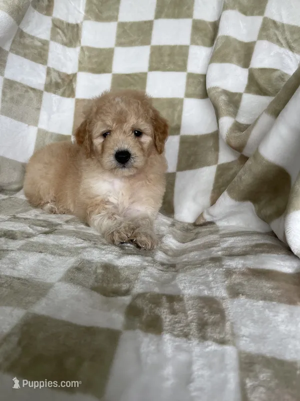 Nova – Miniature Goldendoodle puppy for sale in Fort Myers, FL