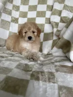 Nova, a male Miniature Goldendoodle for sale in Fort Myers, FL – 1 of 7