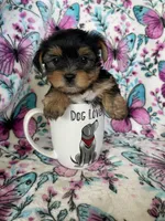 Oakley , a male Yorkshire Terrier for sale in Fort Myers, FL – 3 of 9