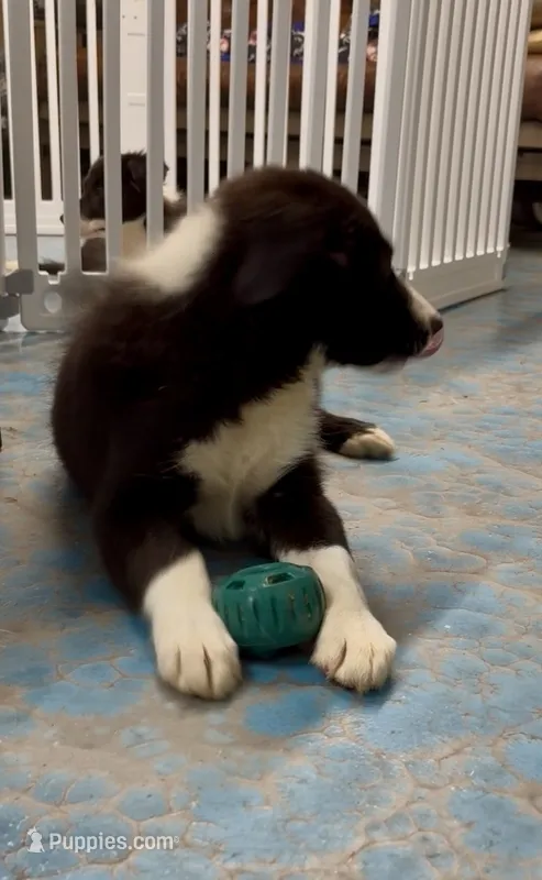 Male 1 – Border Collie puppy for sale in Loving, TX