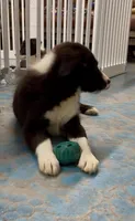 Male 1, a male Border Collie for sale in Loving, TX – 2 of 2