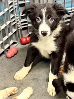 Male 1, a male Border Collie for sale in Loving, TX – 2 of 2