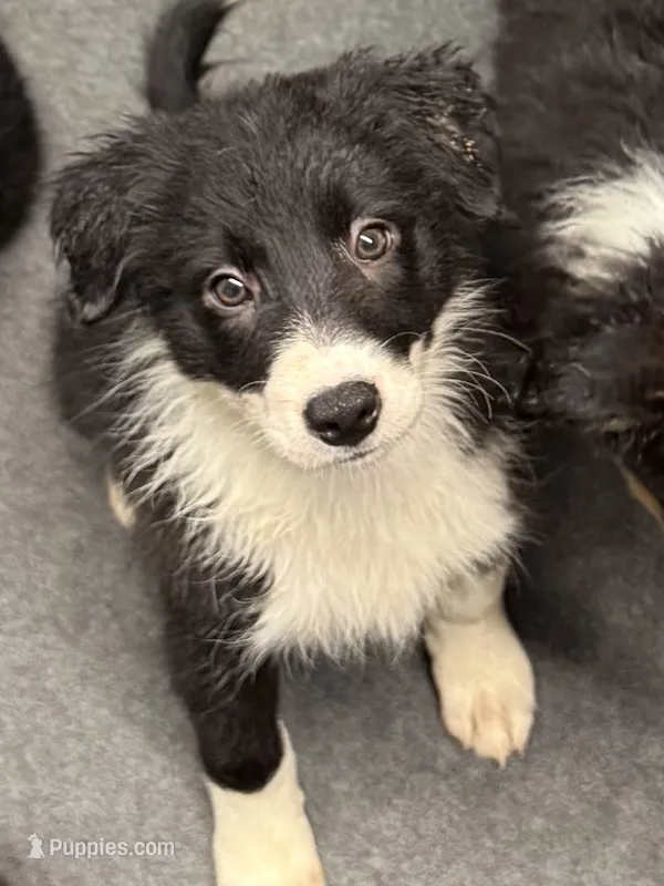 Female 1 – Border Collie puppy for sale in Loving, TX