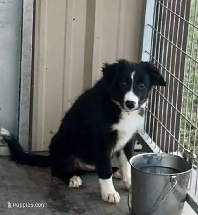 Male 1 – Border Collie puppy for sale in Loving, TX