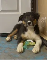 Female 3, a female Border Collie for sale in Loving, TX – 2 of 2