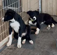 Female 2, a female Border Collie for sale in Loving, TX – 3 of 3