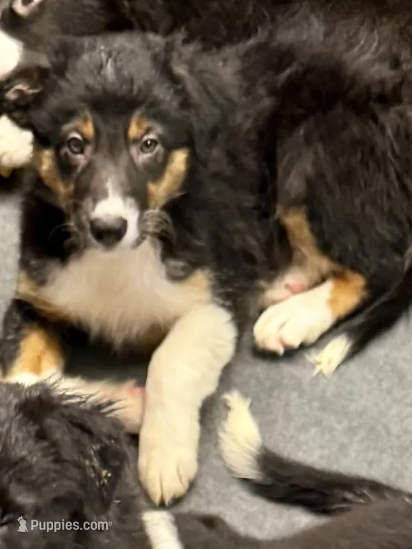 Female 3 – Border Collie puppy for sale in Loving, TX