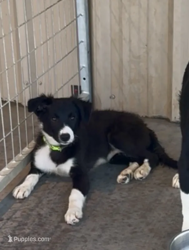 Female 2 – Border Collie puppy for sale in Loving, TX
