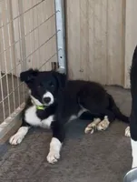 Female 2, a female Border Collie for sale in Loving, TX – 1 of 3
