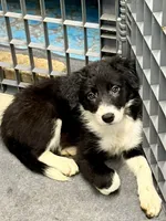 Female 1, a female Border Collie for sale in Loving, TX – 1 of 1