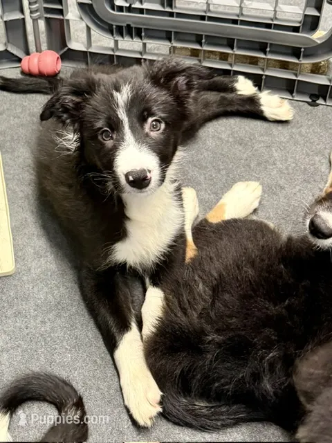 Male 1 – Border Collie puppy for sale in Loving, TX