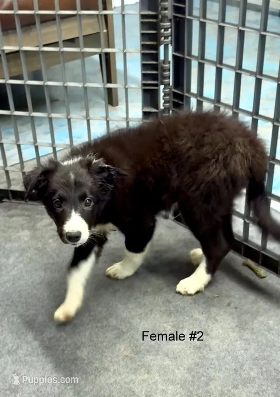 Female 2 – Border Collie puppy for sale in Loving, TX