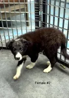 Female 2, a female Border Collie for sale in Loving, TX – 2 of 3