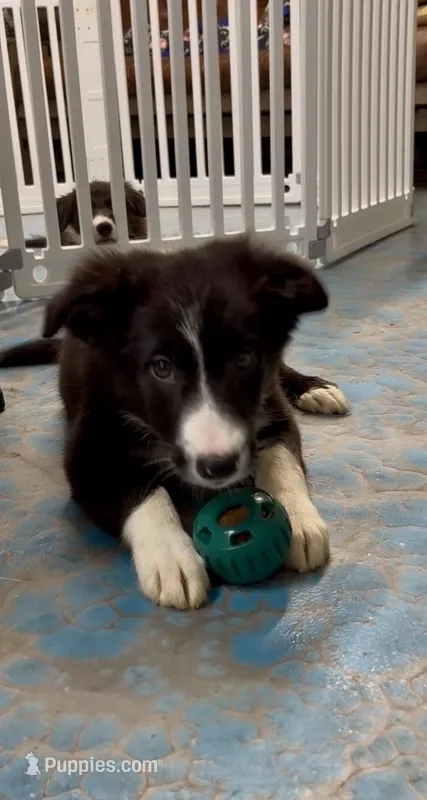 Male 1 – Border Collie puppy for sale in Loving, TX