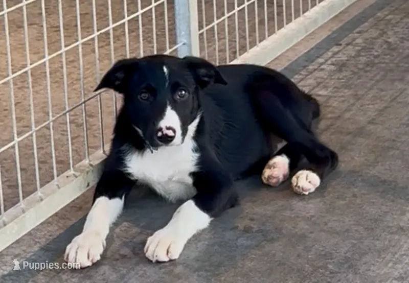 Male 3 – Border Collie puppy for sale in Loving, TX
